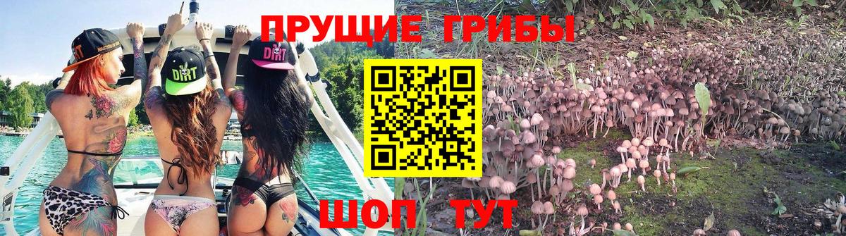 Псилоцибиновые грибы Psilocybe  Вход с VPN  Симферополь 